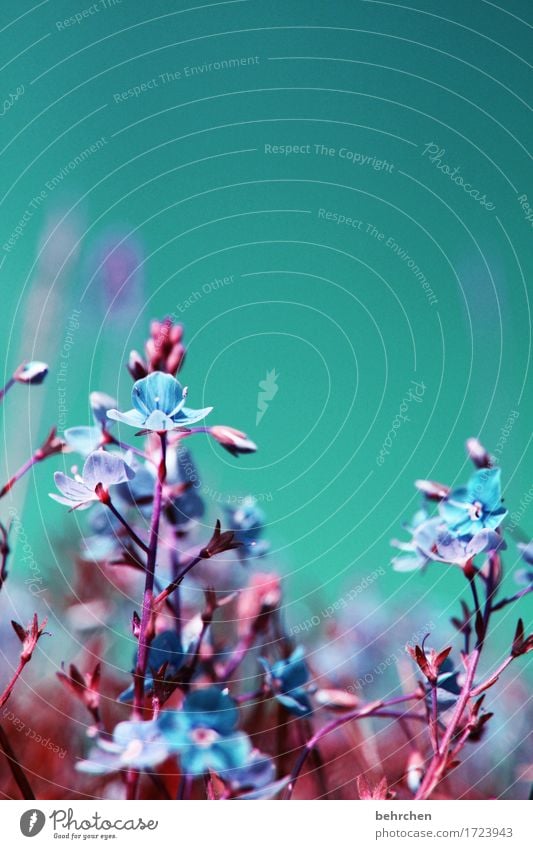 If summer were now... Nature Plant Sky Cloudless sky Summer Beautiful weather Flower Grass Leaf Blossom Wild plant Veronica Garden Park Meadow Field Blossoming