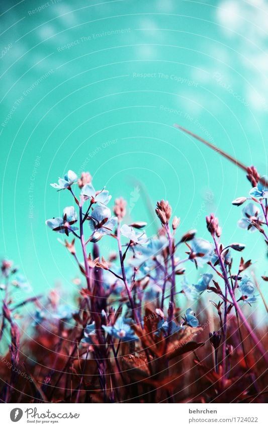 Relax Nature Plant Sky Clouds Summer Beautiful weather Flower Grass Leaf Blossom Wild plant Veronica Garden Park Meadow Field Blossoming Fragrance Small Summery