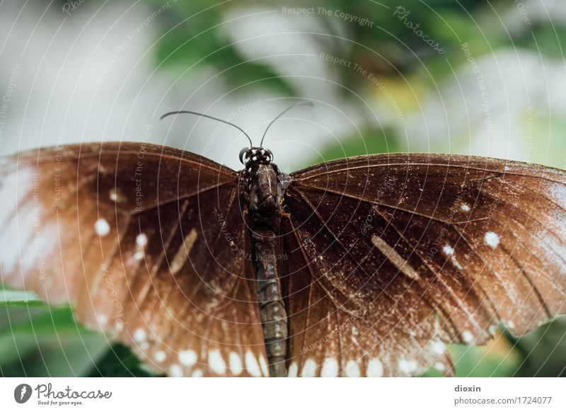 Old butterfly Environment Nature Animal Butterfly Wing Insect 1 Natural Ease Delicate Colour photo Close-up Detail Macro (Extreme close-up) Deserted Day Blur