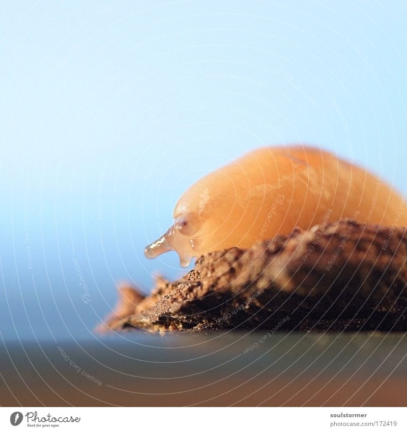 snail Colour photo Exterior shot Deserted Copy Space top Neutral Background Day Long shot Nature Earth Sky Animal Farm animal Snail Animal face Aquarium Slug