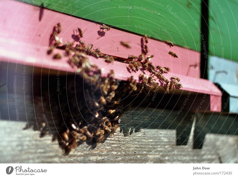 The Swarm Copy Space top Copy Space bottom Blur Motion blur Animal portrait Farm animal Bee Honey bee Group of animals Flock Green Pink Determination