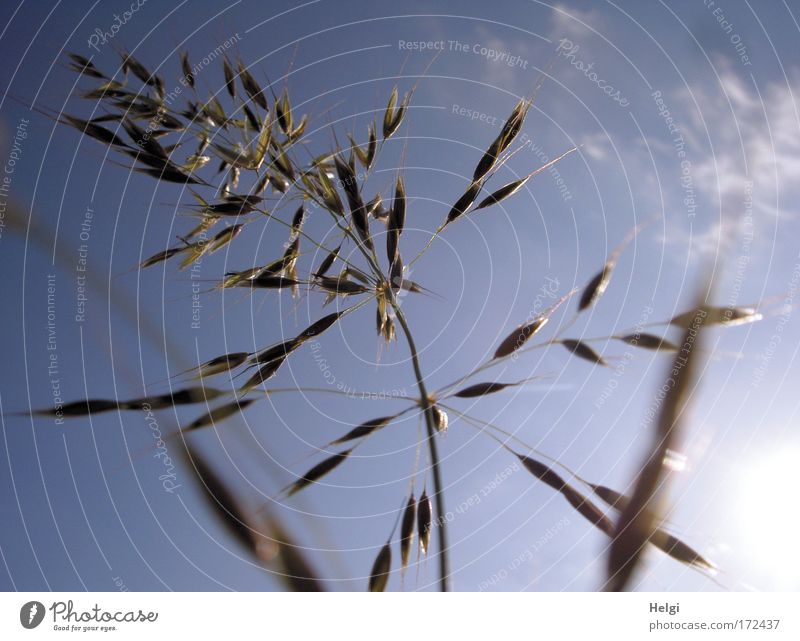 just grass... Colour photo Subdued colour Exterior shot Close-up Deserted Copy Space top Day Sunlight Back-light Worm's-eye view Environment Nature Plant Sky