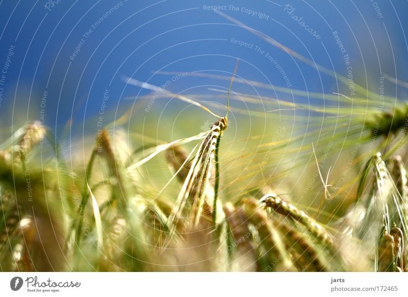 grain Colour photo Exterior shot Close-up Deserted Day Sunlight Deep depth of field Central perspective Food Grain Renewable energy Environment Nature Field