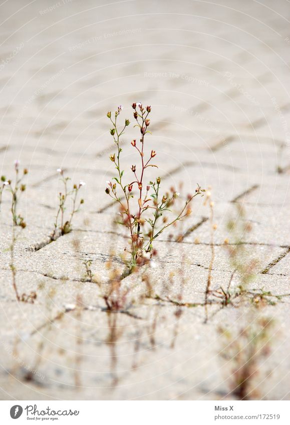 Inconspicuous Colour photo Subdued colour Exterior shot Detail Deserted Shallow depth of field Nature Plant Grass Wild plant Park Ruin Street Lanes & trails