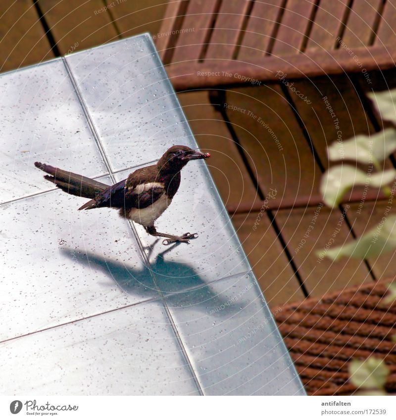 Caught red-handed Berries Table Nature Summer Plant Terrace Animal Bird Wing Claw Black-billed magpie 1 Brash Blue Gray Outdoor furniture Colour photo