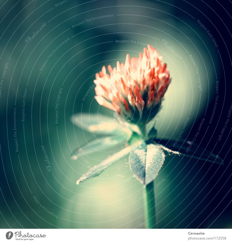 Blood Flower Colour photo Subdued colour Close-up Neutral Background Day Light Shadow Contrast Sunlight Shallow depth of field Worm's-eye view Nature Plant