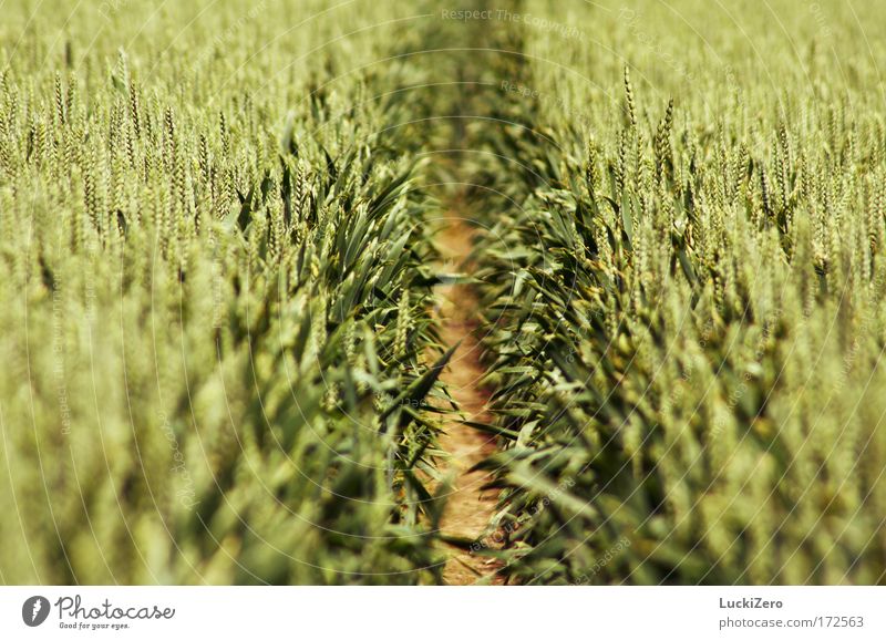 Grain, grain, grain. Colour photo Exterior shot Detail Structures and shapes Deserted Day Shadow Blur Shallow depth of field Central perspective Dough