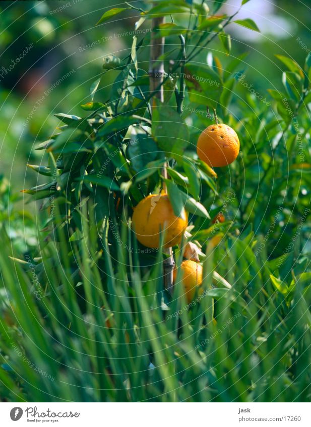 orange bush Bushes Tree Leaf Green Orange Fruit