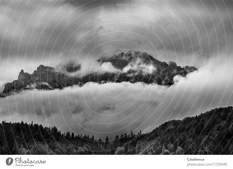 Hope for sun; clouds hang low in valley Trip Mountain Hiking Nature Landscape Plant Clouds Summer Bad weather Tree Fir tree Alps Peak Tall Gray Black White