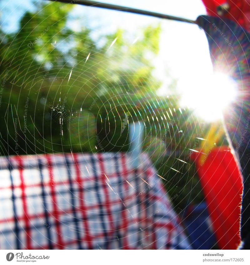 cobweb theorem Colour photo Exterior shot Close-up Detail Morning Sunlight Garden Shirt Cobwebby Laundry Clothesline Clothes peg To dry up Dry