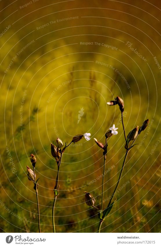 pigeon's crop cinquefoil Nature Meadow weed Wild plant Plant Abstract experimental Green Brown Copy Space Blur shallow depth of field mirror stele bokeh