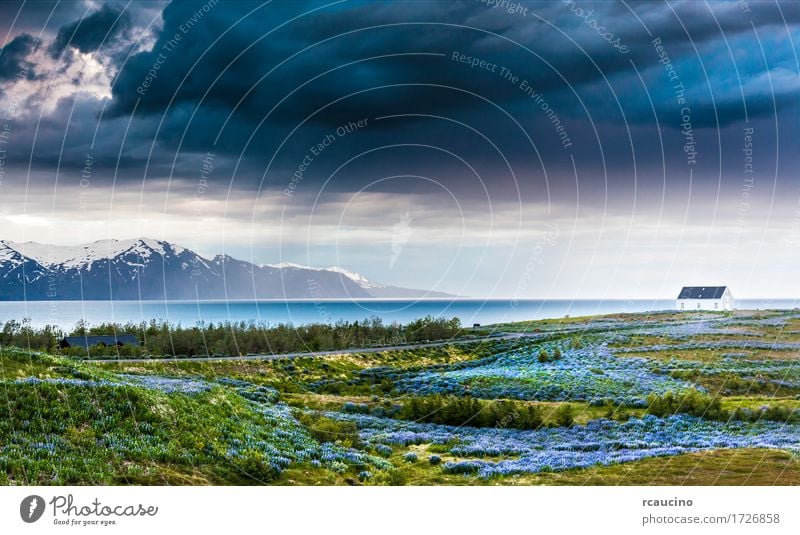 Iceland: lupins meadow over atlantic coastline Relaxation Vacation & Travel Summer Ocean Snow House (Residential Structure) Nature Landscape Sky Clouds Storm