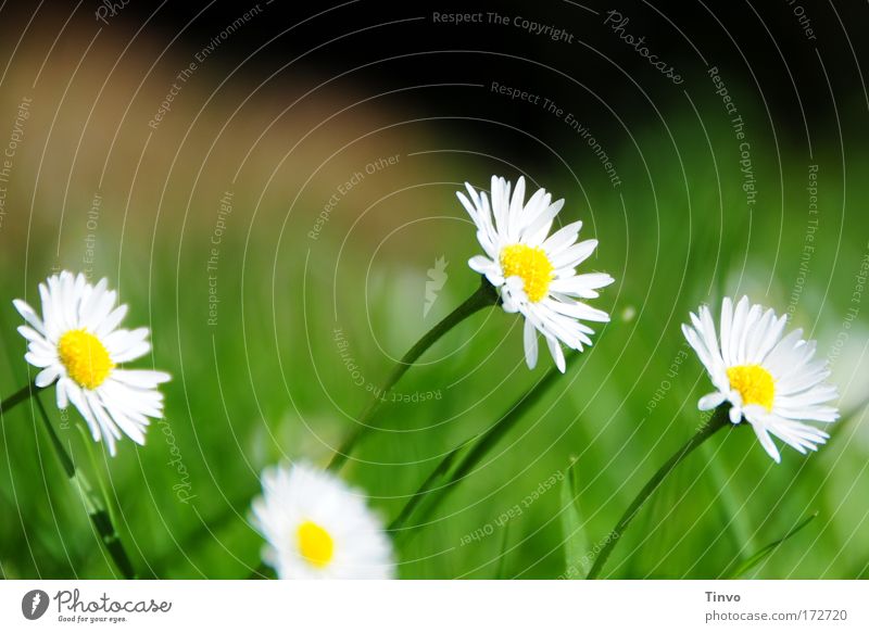 melancholy Colour photo Multicoloured Exterior shot Close-up Deserted Copy Space top Day Plant Spring Summer Flower Blossom Meadow Yellow Green Sadness Longing