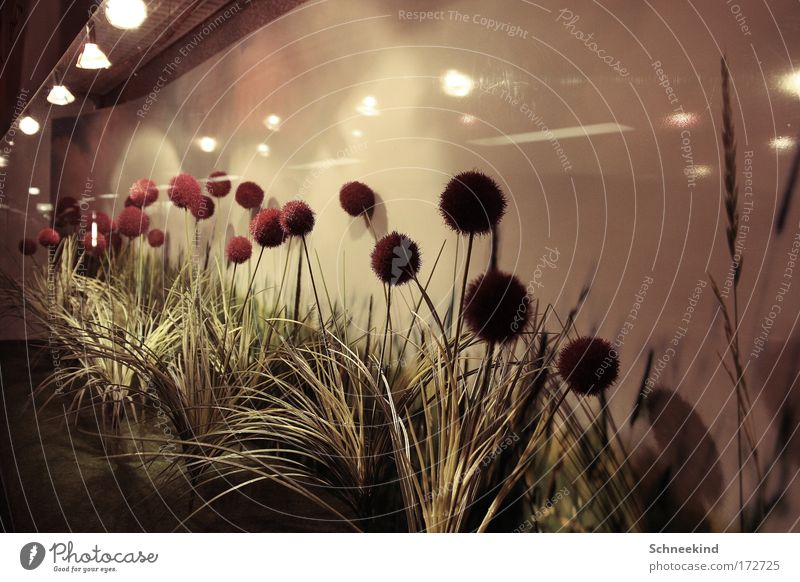 Field flowers äää or something like that Colour photo Interior shot Deserted Artificial light Light Shadow Reflection Light (Natural Phenomenon)