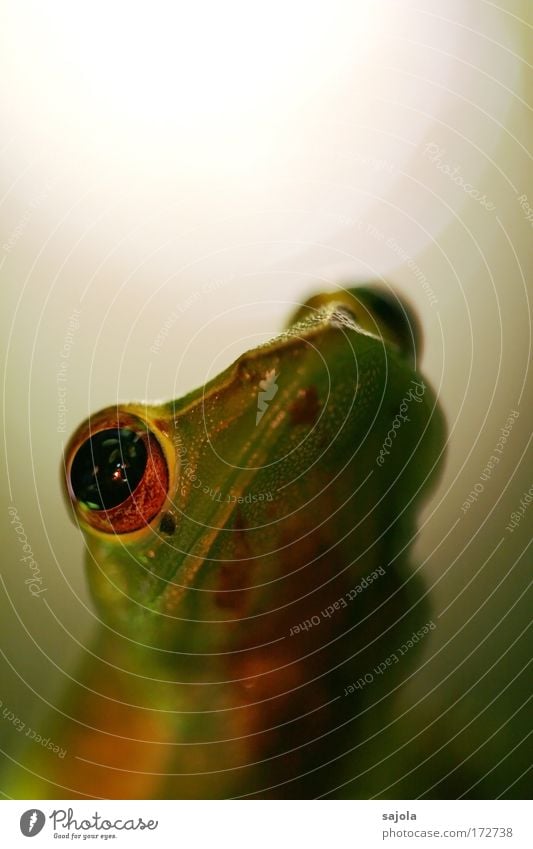 frog face Animal Virgin forest Wild animal Frog Animal face 1 Observe Looking Wait Green Portrait format Colour photo Subdued colour Exterior shot Close-up