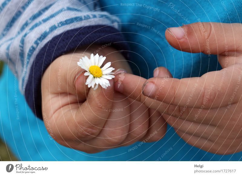 for Mama... Human being Toddler Hand Fingers 1 1 - 3 years Plant Flower Daisy T-shirt Blossoming To hold on Authentic Dirty Simple Fresh Beautiful Small Blue