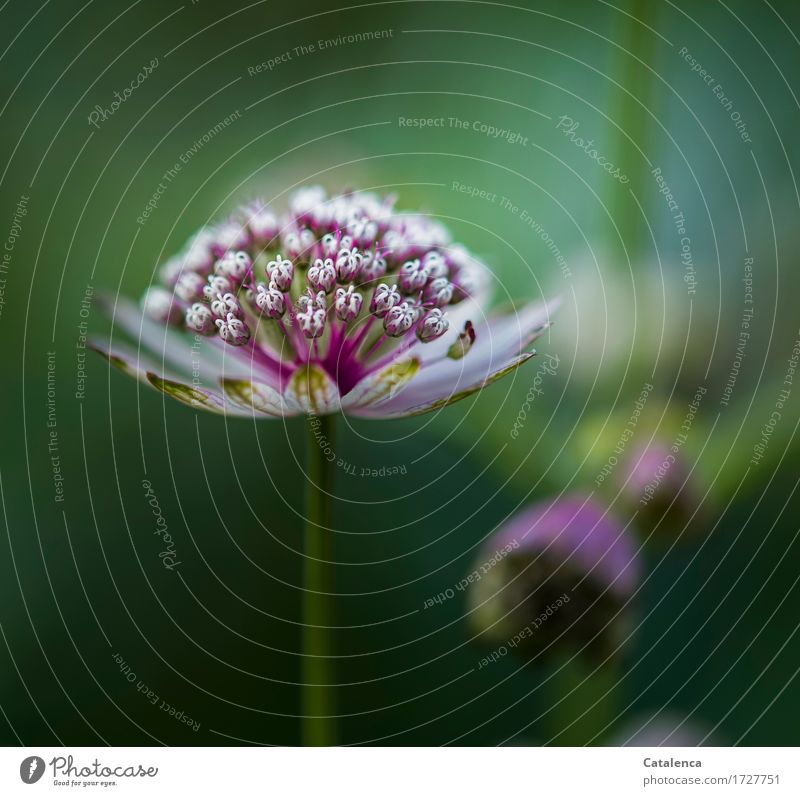 Large Star Condolas Nature Plant Summer Flower Blossom Wild plant Astrantia Alps Blossoming Growth Esthetic pretty Green Red Turquoise Sustainability