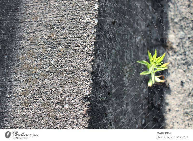 When I grow up ... Colour photo Exterior shot Deserted Day Sunlight Environment Nature Plant Summer Beautiful weather Bushes Foliage plant Meadow Bielefeld