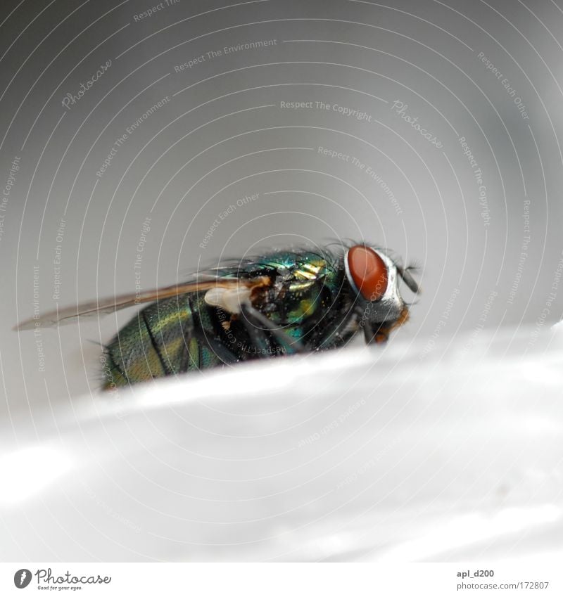 profile fly Colour photo Exterior shot Close-up Detail Macro (Extreme close-up) Copy Space top Copy Space bottom Day Shallow depth of field Animal portrait