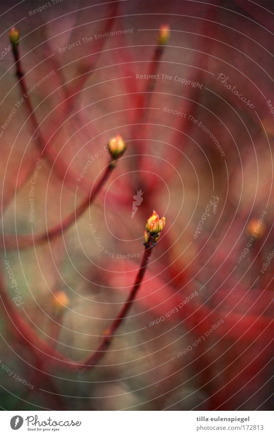 undergrowth Colour photo Experimental Abstract Structures and shapes Bushes Exotic Fantastic Wild Red Beautiful