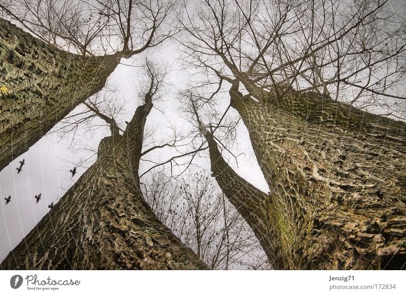 High up. Subdued colour Exterior shot Wide angle Upward Environment Nature Landscape Plant Sky Autumn Weather Bad weather Tree Park Forest To dry up Dark