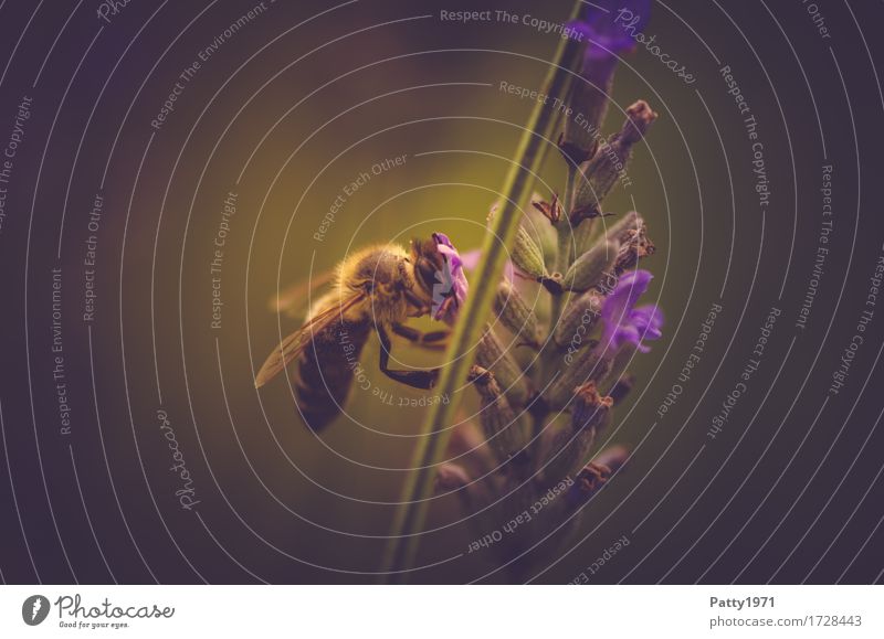 pollen collector Animal Farm animal Bee 1 Work and employment To feed Brown Yellow Green Violet Diligent Endurance Sustainability Nature Colour photo