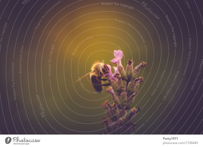 pollen collector Animal Farm animal Bee 1 Work and employment To feed Brown Yellow Green Diligent Endurance Sustainability Nature Colour photo Subdued colour