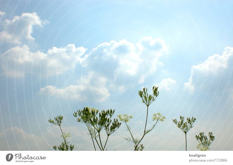 At my feet the Rhine... Colour photo Exterior shot Deserted Copy Space left Copy Space right Copy Space top Copy Space middle Light Sunlight Nature Plant Sky