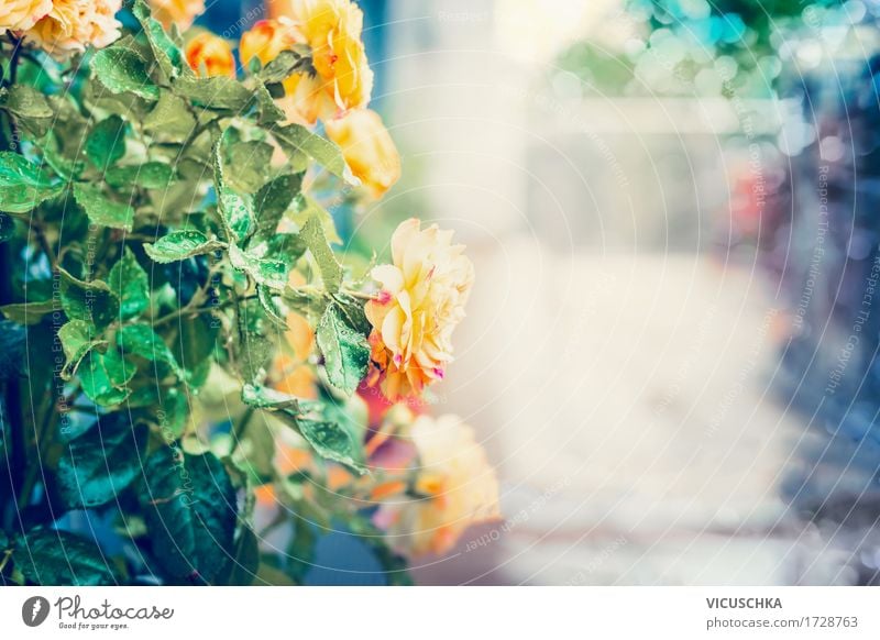 Yellow roses with drops of water after the rain Design Summer Garden Valentine's Day Nature Landscape Plant Drops of water Autumn Bushes Rose Leaf Blossom Park