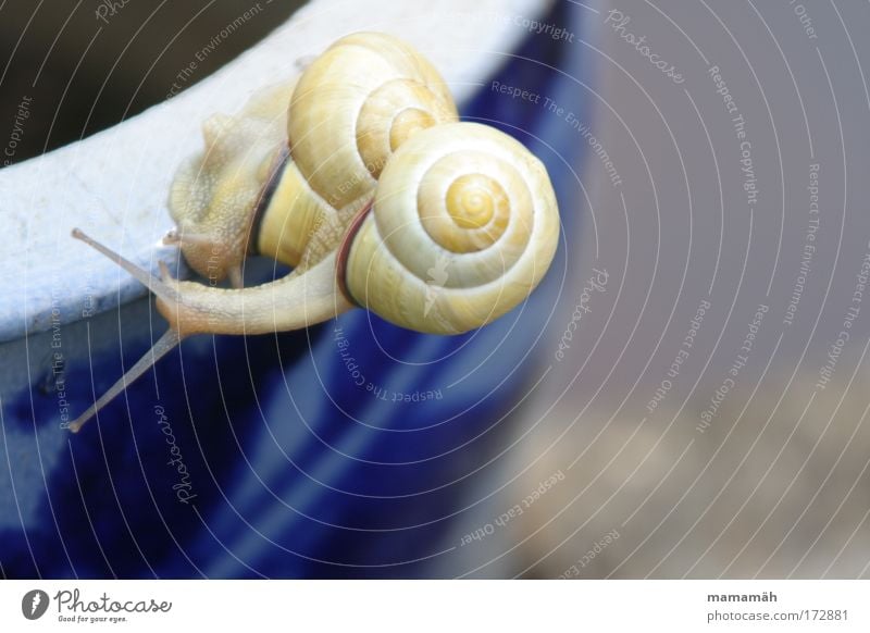 Snail-Jam Colour photo Exterior shot Copy Space right Day Climbing Mountaineering Racecourse Garden Animal 2 Touch Movement Haste Overtake