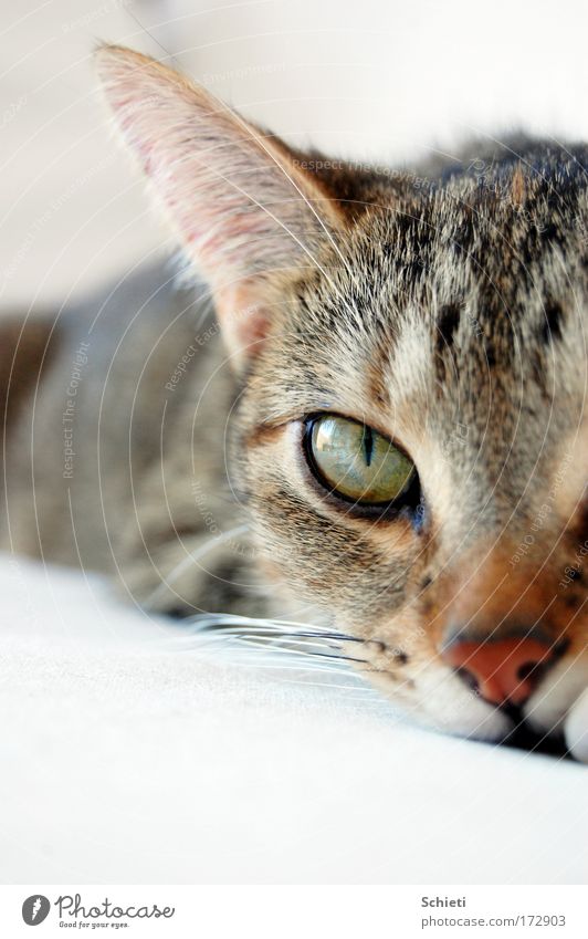 mogli, the cat II Hair and hairstyles Ear Animal Pet Cat Animal face Pelt 1 Observe Relaxation Lie Eyes Colour photo Macro (Extreme close-up)