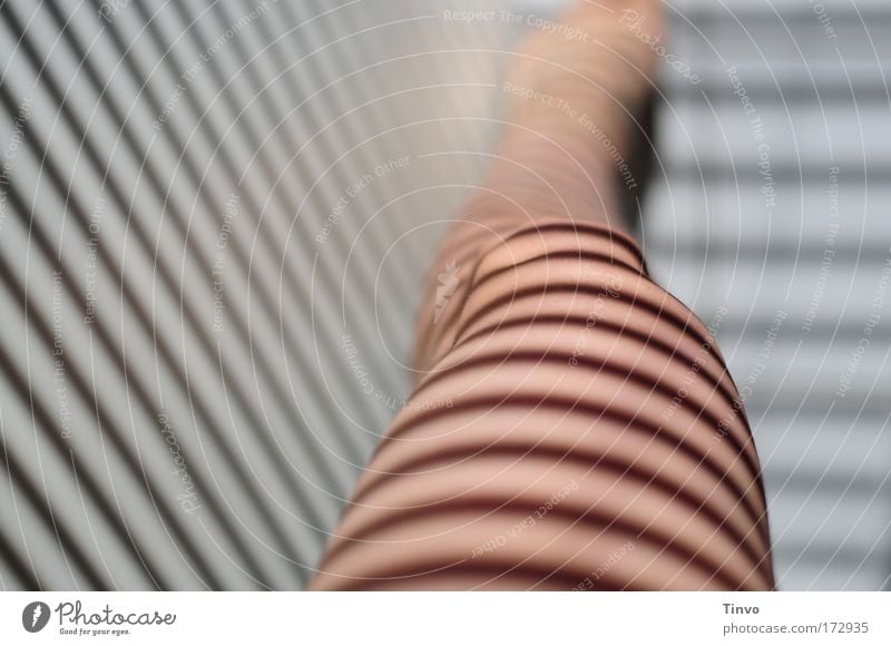 rambling Colour photo Subdued colour Interior shot Close-up Morning Light Shadow Contrast Feminine Woman Adults Skin Legs Feet Exotic Naked Zebra Zebra crossing