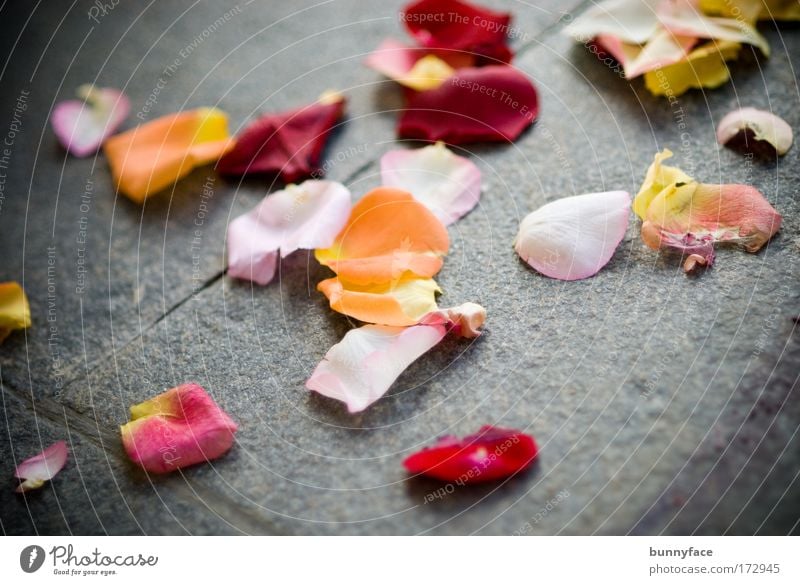 rose petals Colour photo Exterior shot Detail Deserted Blur Shallow depth of field Bird's-eye view Wedding anniversary Rose leaves Rose blossom Elegant