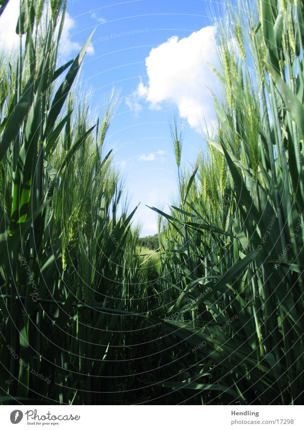 Hidden in the grain field Vanishing point Transport hide in field Upward Blue sky