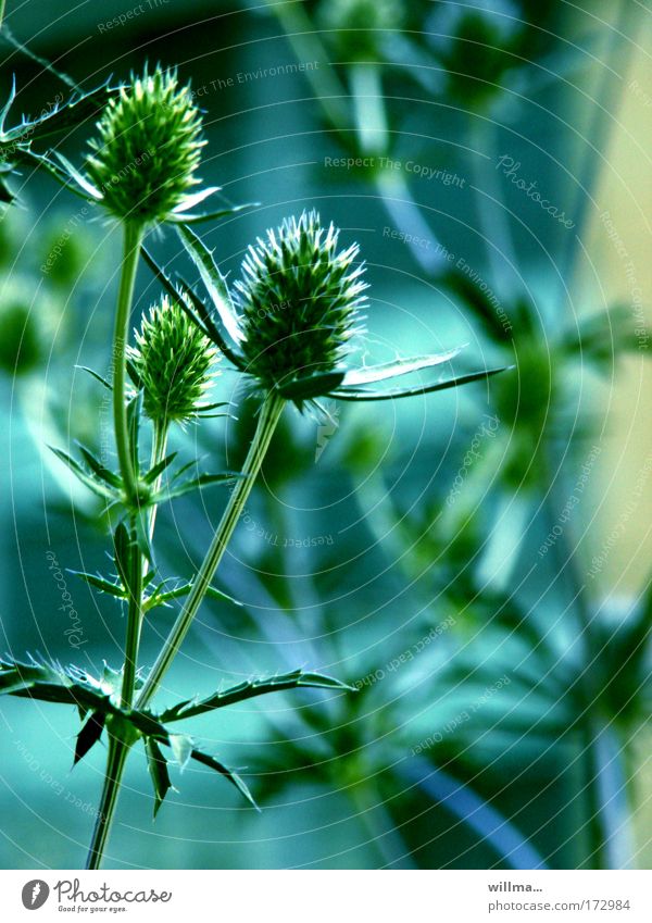 Blue Thistle Greenhorn Plant Wild plant Point Thorny blue thistle green Barbed hook Resistance Attachment Growth Colour photo Environment Nature