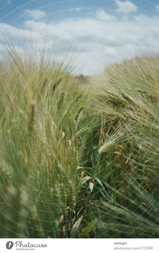 Off through the field Colour photo Exterior shot Deserted Day Nature Clouds Summer Beautiful weather Field Green Wheat Wheatfield Middle Analog