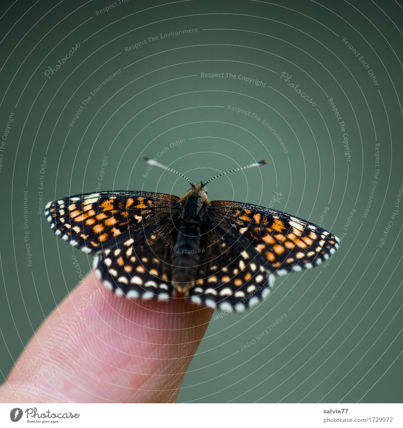 he's about to...? Fingers Environment Nature Animal Summer Bog Marsh Wild animal Butterfly Wing Scales Insect 1 Observe Touch Flying To enjoy Crawl Esthetic