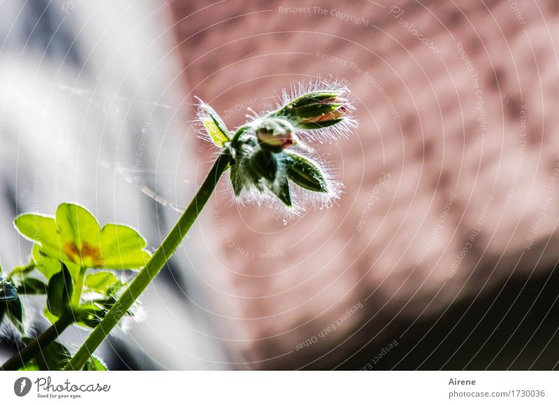 AST 9. Plant Beautiful weather Flower Leaf Bud Geranium Small Town Old town House (Residential Structure) Roof Window box Blossoming Growth Fragrance Positive