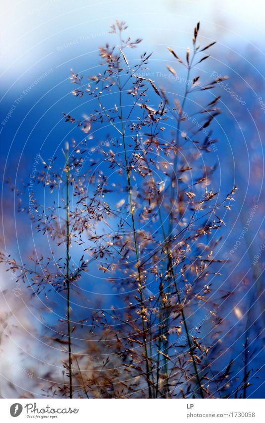 a piece of blue Environment Nature Plant Elements Sky Spring Summer Autumn Beautiful weather Grass Agricultural crop Wild plant Fresh Crazy Dry Warmth Feminine