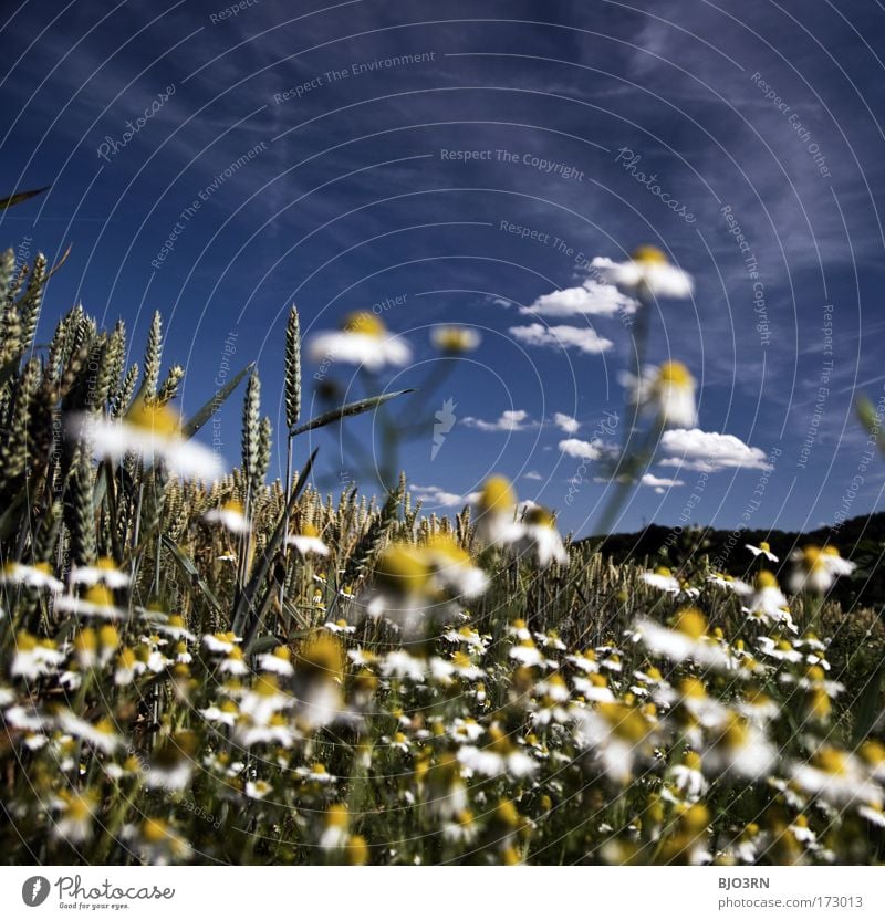 5 Min. perfect world Colour photo Exterior shot Close-up Detail Deserted Copy Space top Day Contrast Sunlight Blur Shallow depth of field Worm's-eye view