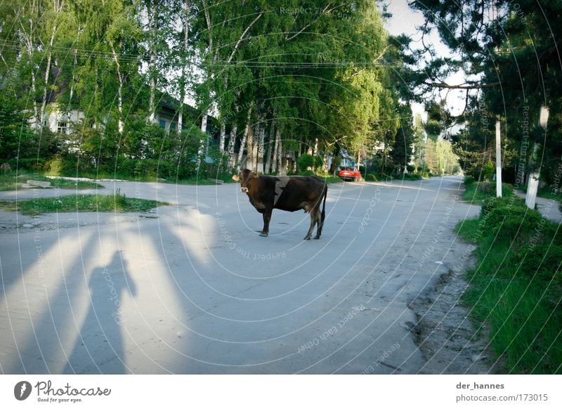 moo Colour photo Exterior shot Deserted Copy Space bottom Evening Twilight Shadow Contrast Silhouette Light (Natural Phenomenon) Central perspective