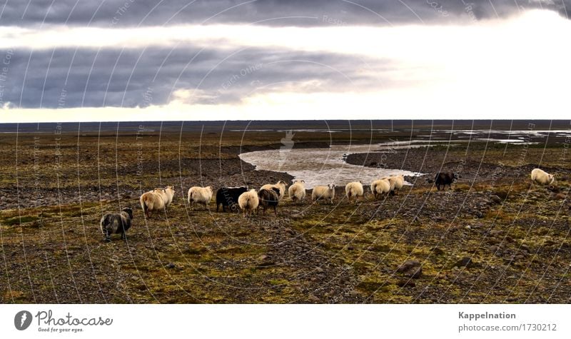 Sheep on Iceland Wild animal Pelt Herd Animal family Vacation & Travel Friendliness Together Calm Adventure Beginning Lanes & trails Flock Colour photo