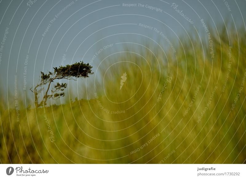 western beach Environment Nature Landscape Plant Sky Cloudless sky Climate Wind Gale Tree Grass Coast Beach Baltic Sea Western Beach Fischland