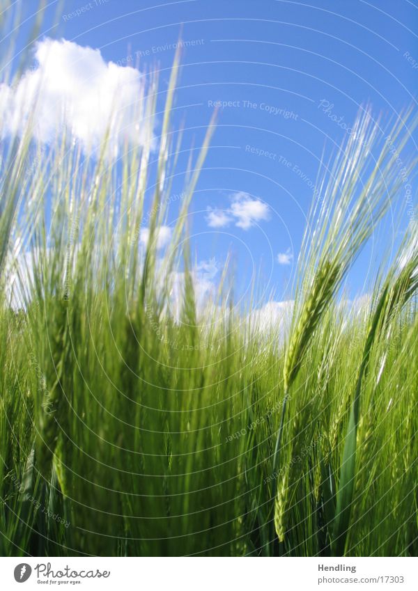 Blue comes before green Clouds Blue-Green Contrast Field is combed by the wind drive