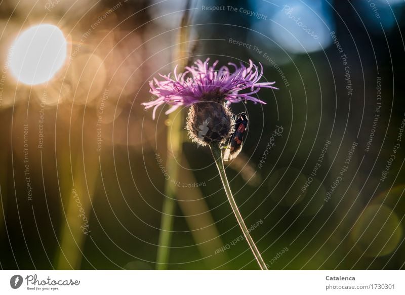 Sleeping place found; six-spotted ram and cornflower in back light Nature Plant Animal Sky Sunlight Summer Blossom Cornflower Meadow Alps Wild animal Butterfly