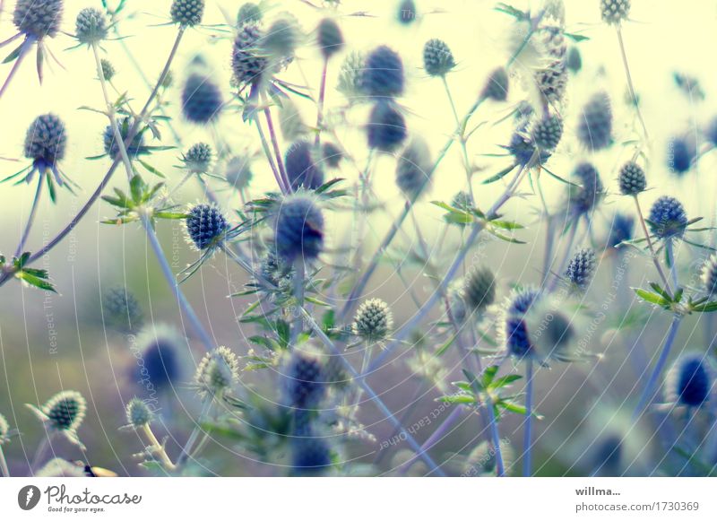 sound blue thistle Thistle Point Thorny Summery Nature Plant valid Thistles