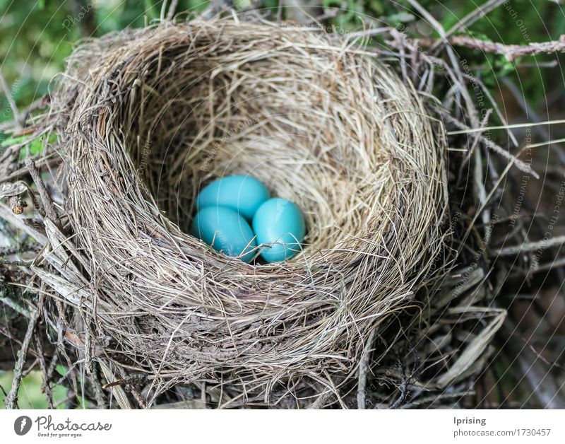 Robin eggs Child Animal Spring Tree Grass Wild animal Bird Blue Spring fever Anticipation avian aves Conceptual design Concepts &  Topics Living thing Egg