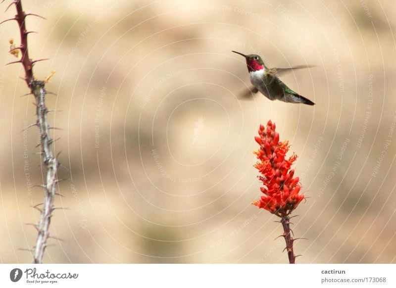 Hummingbird one Colour photo Exterior shot Deserted Day Sunlight Motion blur Shallow depth of field Animal portrait Profile Plant Wild plant Exotic ocotillo