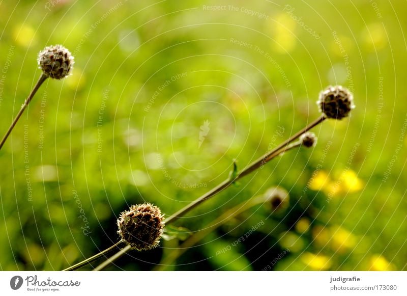 meadow Colour photo Exterior shot Day Environment Nature Plant Spring Summer Grass Wild plant Park Meadow Growth Fresh Round Green