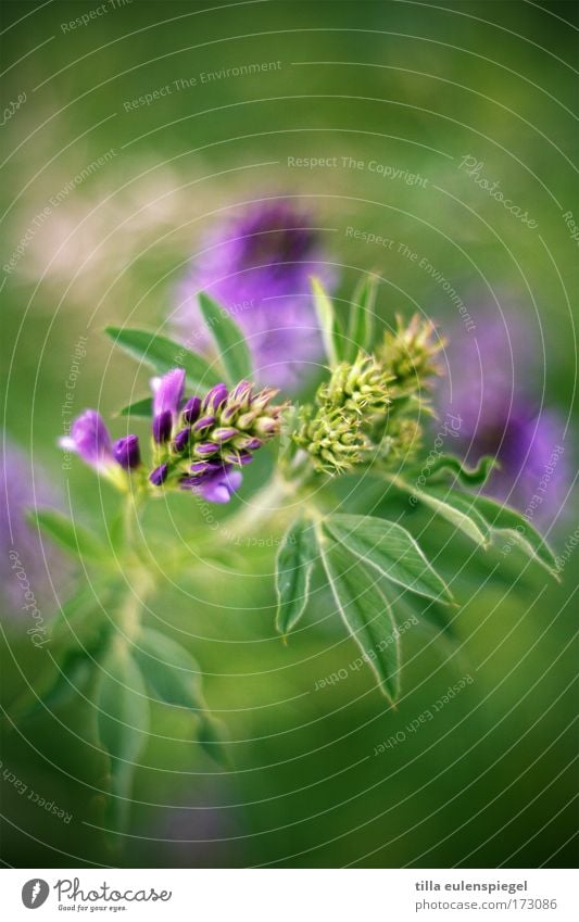 8 Colour photo Exterior shot Plant Meadow Green Violet Flower Play of colours